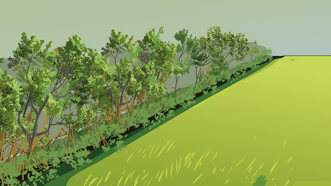 An illustration showing a hedge that has been incrementally trimmed to encourage thick growth at the base