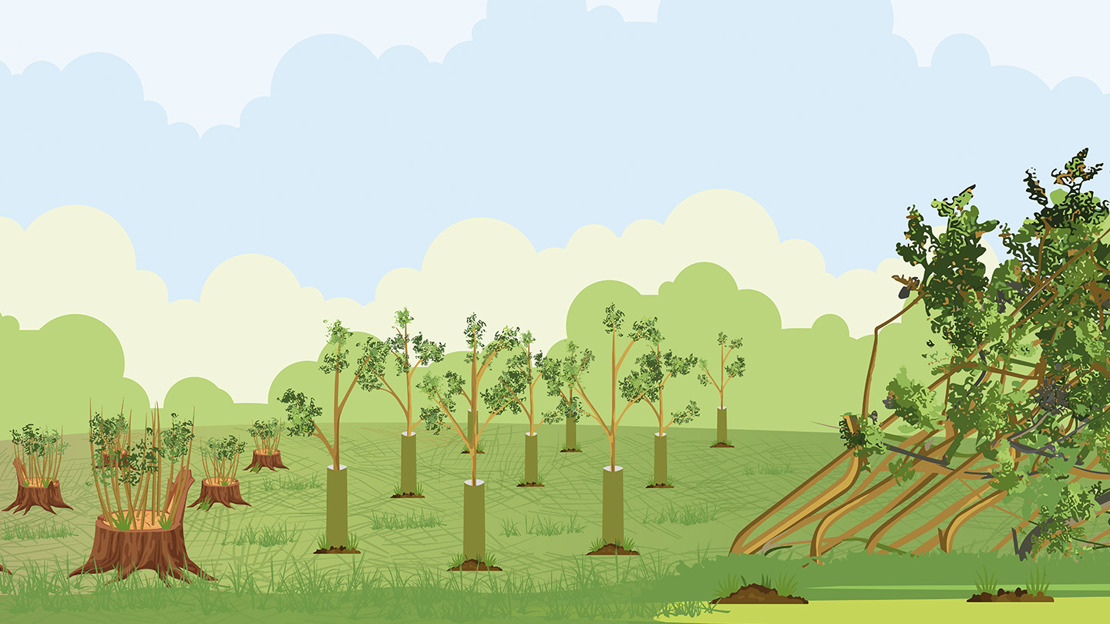 An illustration of coppiced trees and newly planted trees in tubes alongside windblown, established trees