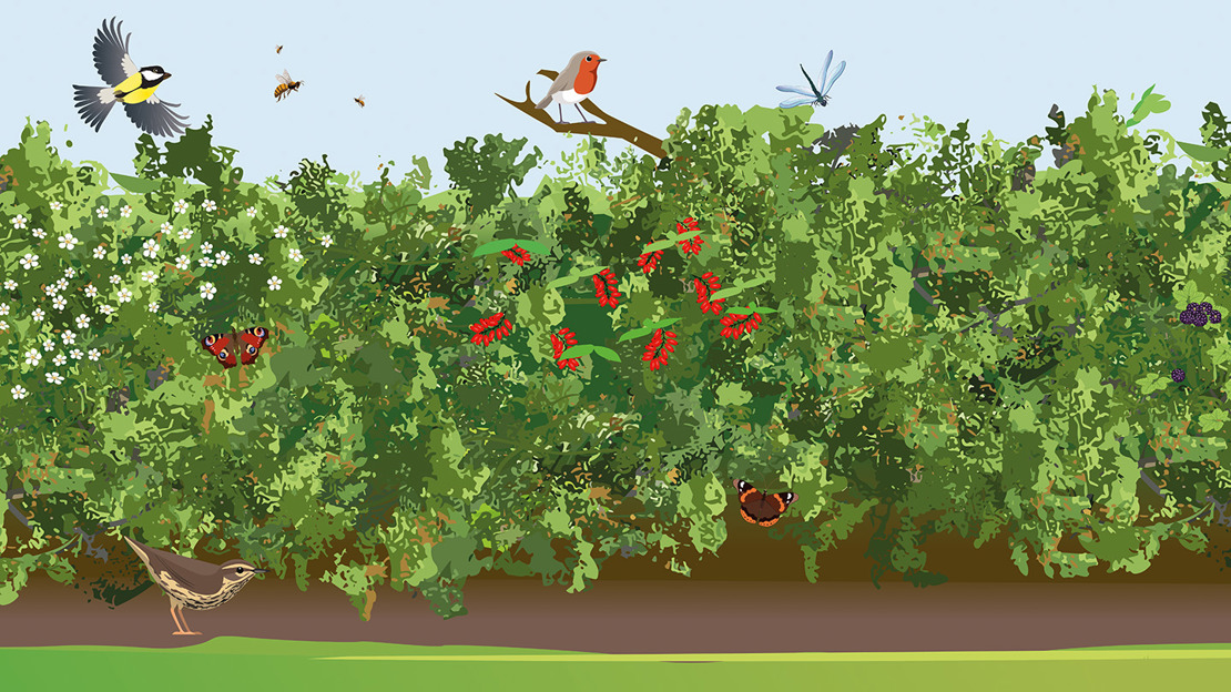 Illustration of a hedgerow full of berries and wildlife including bees, a robin and a peacock butterfly