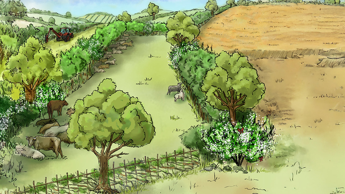 An illustration of cows sheltering in the shade of a mature hedgerow