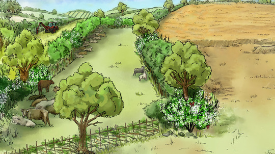 An illustration of cows sheltering in the shade of a mature hedgerow