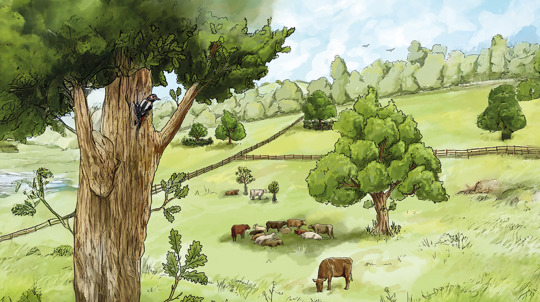 An illustration showing a field peppered with trees, with cows sheltering in the shade and a woodpecker climbing a trunk