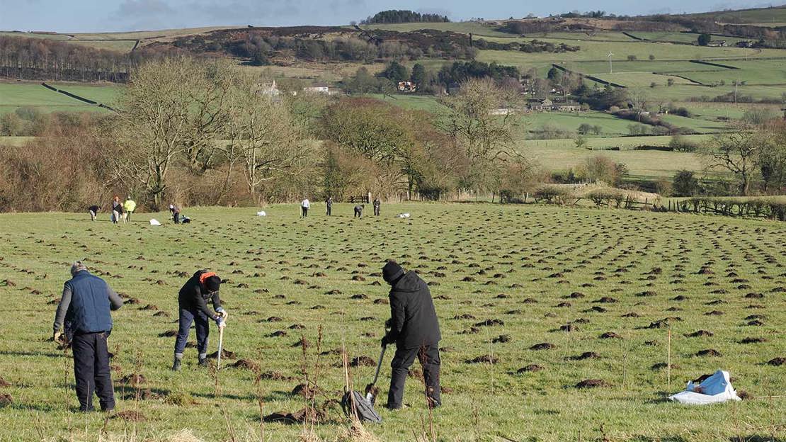 People planting trees in field with hill in the background.