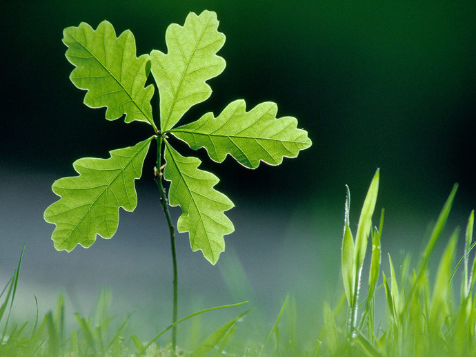 Umbraco.Cms.Infrastructure.PublishedCache.Property