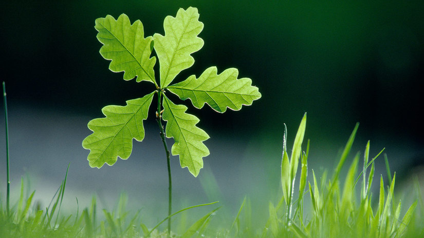 Umbraco.Cms.Infrastructure.PublishedCache.Property