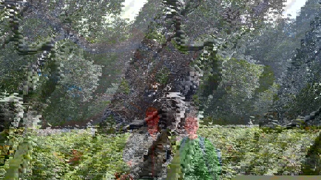 Two people stand in front of a huge ancient oak tree that has many gnarled twisting branches