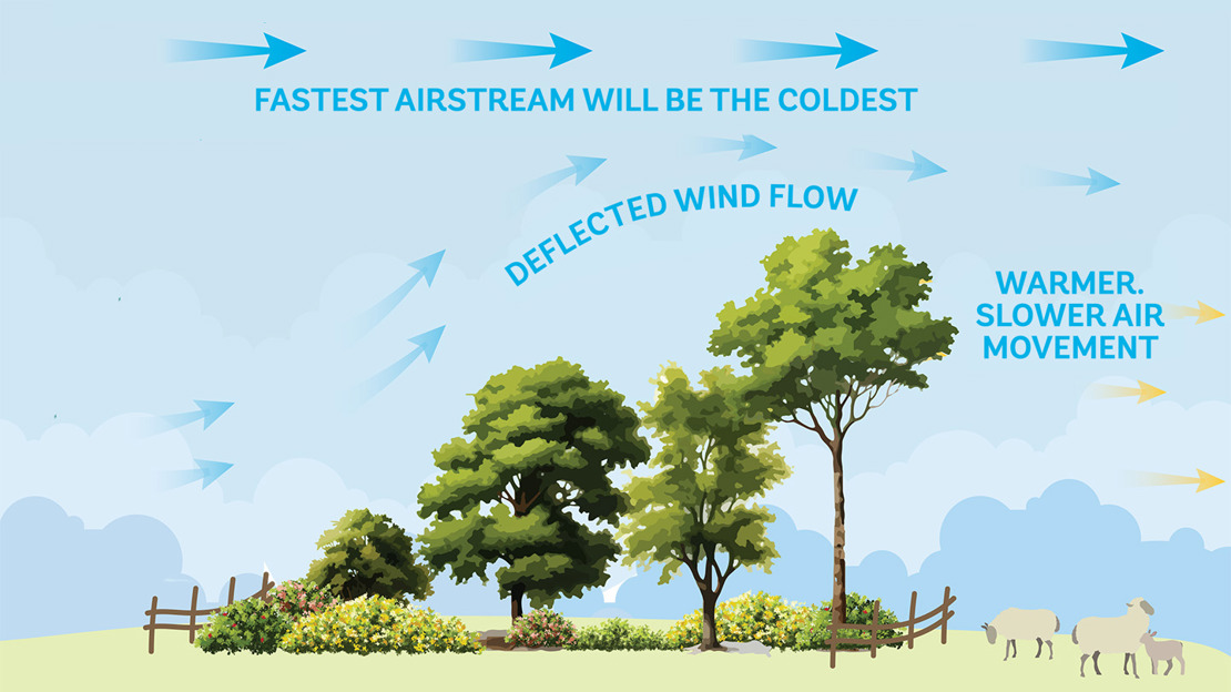 Illustration with arrows showing how the trees in a shelterbelt buffer against wind