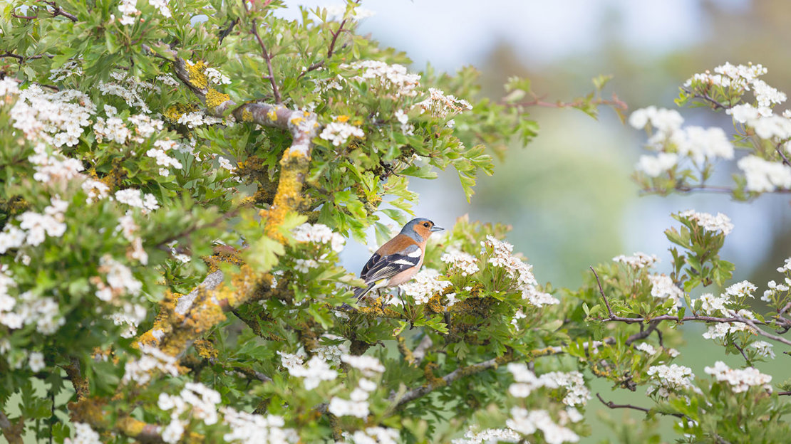 Chaffinch perched on a blossom-laden hawthorn branch