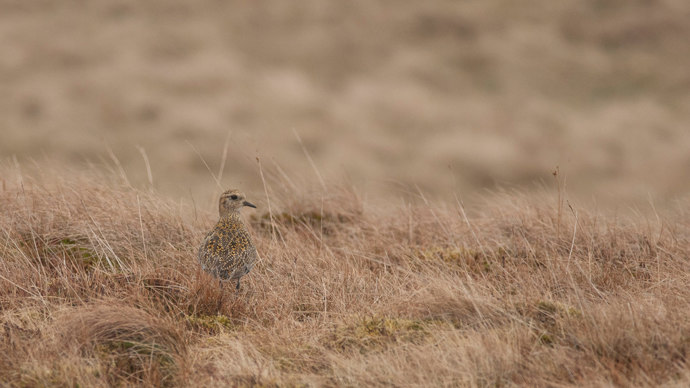 Golden plover standing in moorland grass.