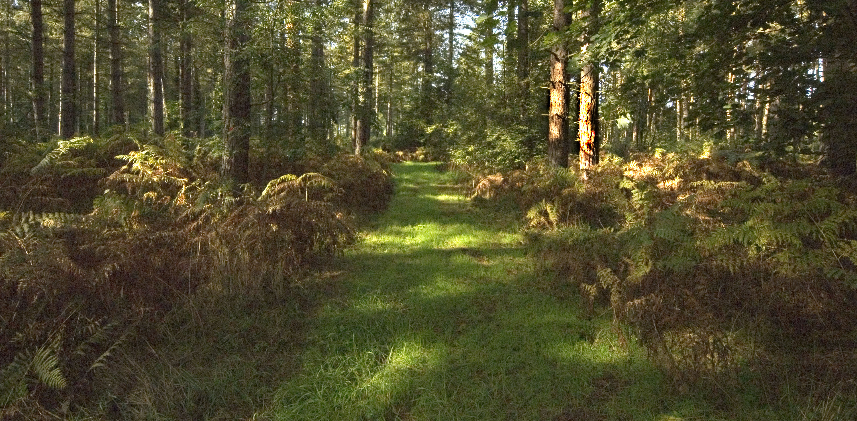 Thetford Forest  Forestry England