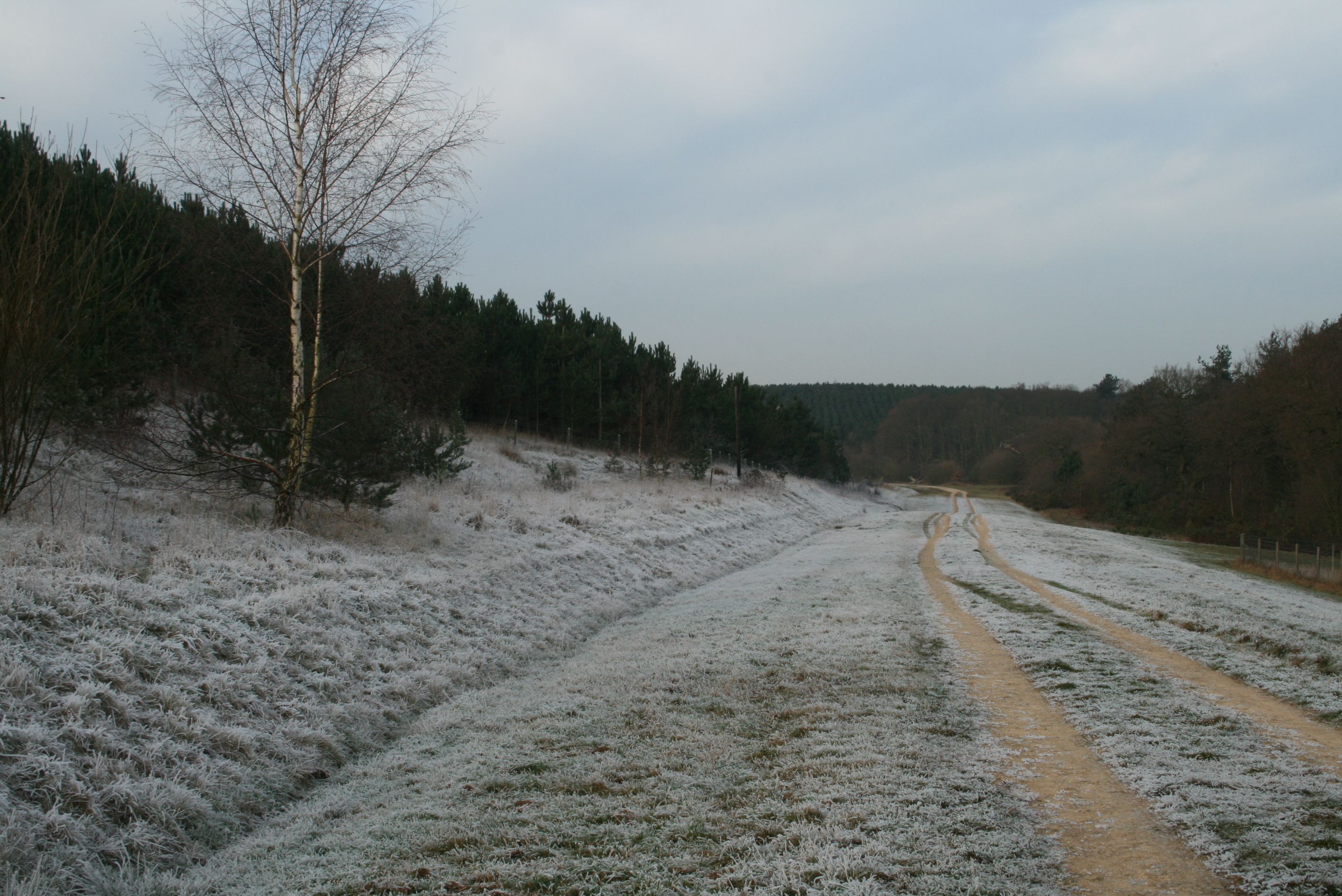 Bevercotes Colliery - Woodland Trust