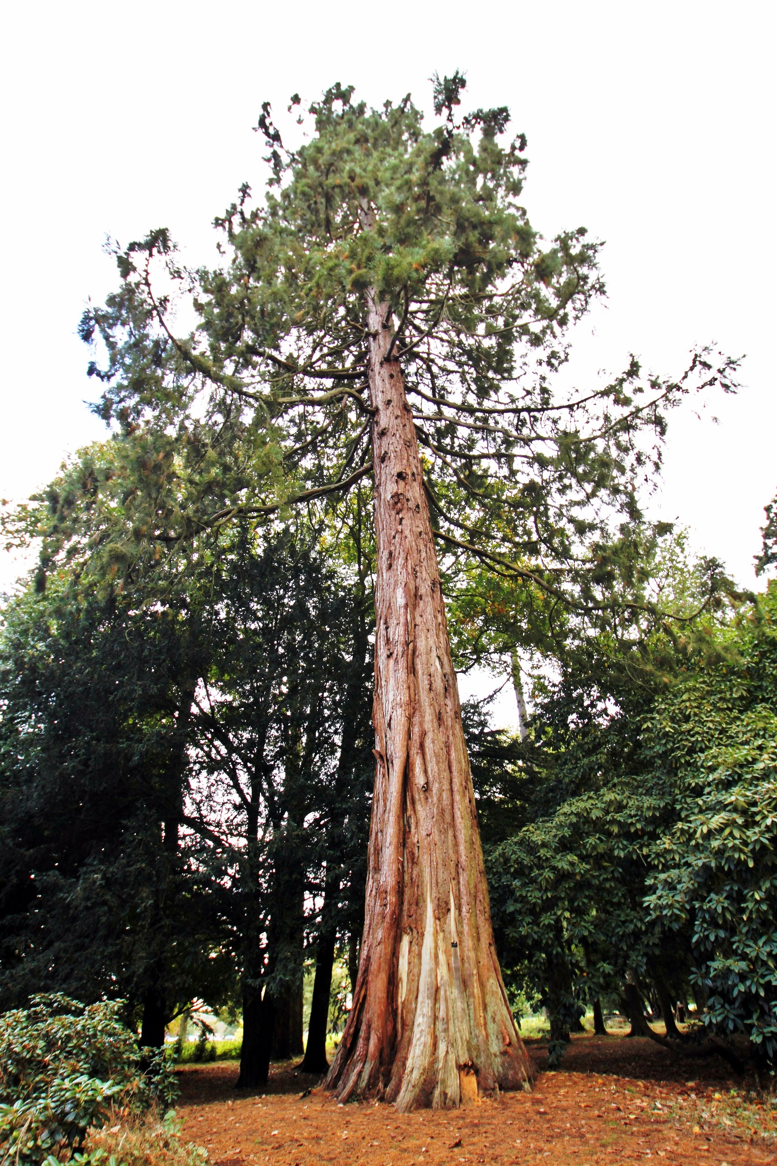 Westonbirt Arboretum - Woodland Trust