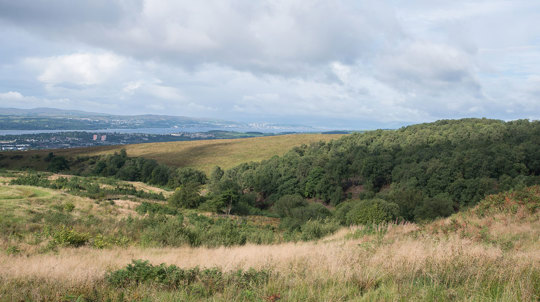 Young woodland at Lang Craigs