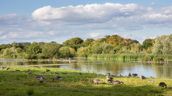 Birds sitting around a green wetland under a blue sky.