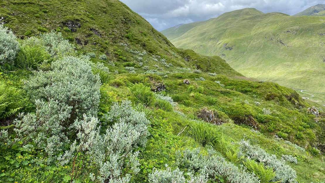 Scrubby plants growing on mountainside.