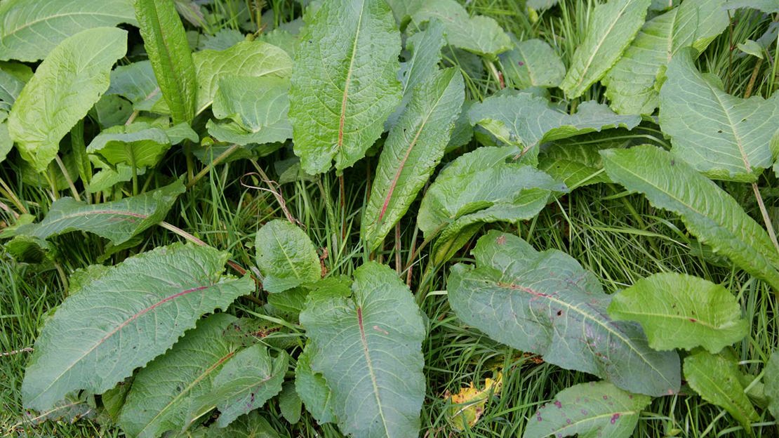 Dock plants growing in grass.