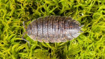 Rough Woodlouse (Porcellio Scaber) On Moss